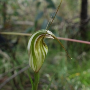 Diplodium fischii at suppressed - 5 Feb 2022