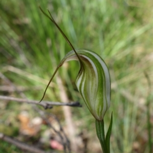 Diplodium fischii at suppressed - 5 Feb 2022