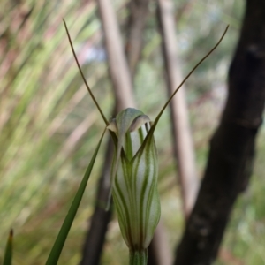 Diplodium fischii at suppressed - 5 Feb 2022