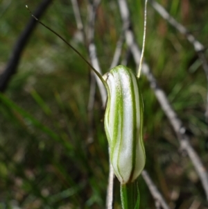 Diplodium fischii at suppressed - 5 Feb 2022