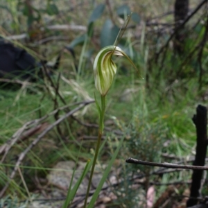 Diplodium fischii at suppressed - 5 Feb 2022