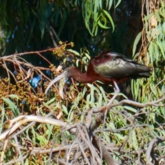 Plegadis falcinellus (Glossy Ibis) at Maude, NSW - 3 Feb 2022 by MB