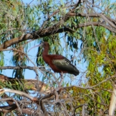Plegadis falcinellus at Maude, NSW - 4 Feb 2022