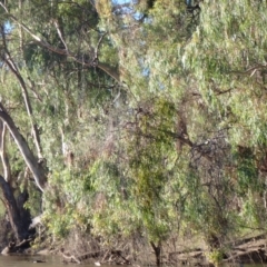 Plegadis falcinellus at Maude, NSW - 4 Feb 2022