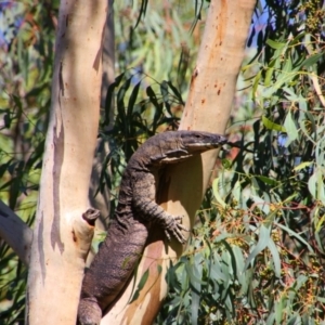 Varanus varius at Maude, NSW - 3 Feb 2022