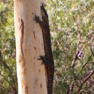 Varanus varius at Maude, NSW - 3 Feb 2022