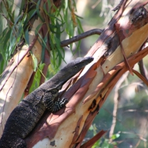 Varanus varius at Maude, NSW - suppressed