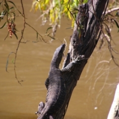 Varanus varius at Maude, NSW - suppressed