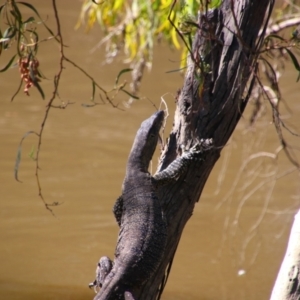 Varanus varius at Maude, NSW - suppressed