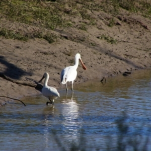 Platalea flavipes at Maude, NSW - 3 Feb 2022 06:16 PM