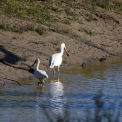 Platalea regia (Royal Spoonbill) at Maude, NSW - 3 Feb 2022 by MB