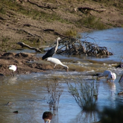 Ardea pacifica (White-necked Heron) at Maude, NSW - 3 Feb 2022 by MB