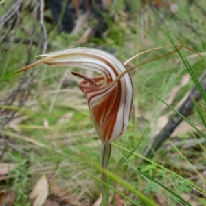 Diplodium coccinum at Cotter River, ACT - 5 Feb 2022