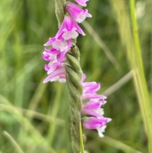 Spiranthes australis at Mount Clear, ACT - suppressed