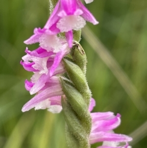 Spiranthes australis at Mount Clear, ACT - 5 Feb 2022