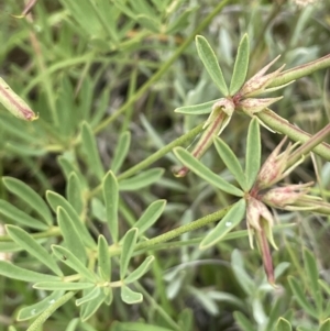 Lotus australis at Mount Clear, ACT - 5 Feb 2022