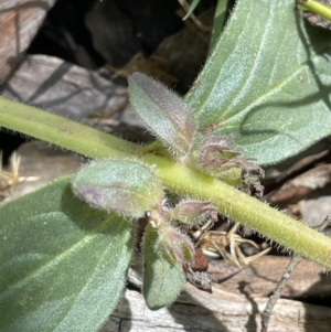 Ajuga australis at Mount Clear, ACT - 5 Feb 2022