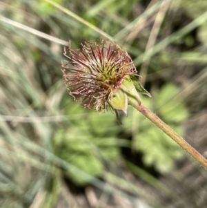 Geum urbanum at Mount Clear, ACT - 5 Feb 2022