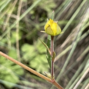 Geum urbanum at Mount Clear, ACT - 5 Feb 2022