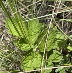 Geum urbanum at Mount Clear, ACT - 5 Feb 2022