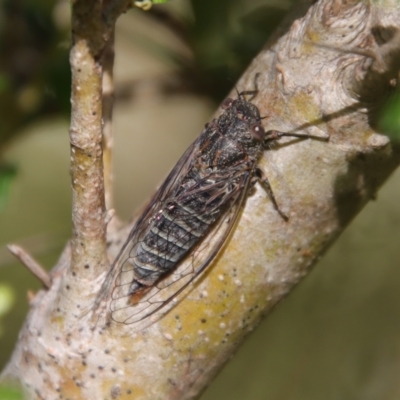 Atrapsalta sp. nr collina (Sandstone Squeaker) at QPRC LGA - 5 Feb 2022 by LisaH