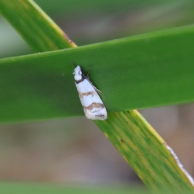 Chezala brachypepla (A Concealer moth) at Mongarlowe River - 5 Feb 2022 by LisaH