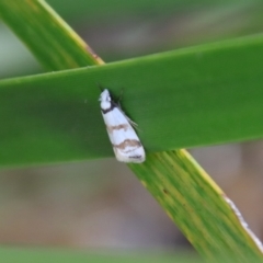 Chezala brachypepla (A Concealer moth) at Mongarlowe River - 5 Feb 2022 by LisaH