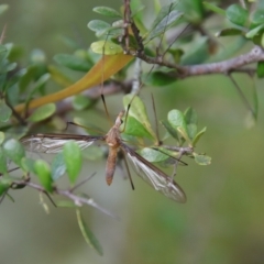 Leptotarsus (Leptotarsus) sp.(genus) (A Crane Fly) at QPRC LGA - 5 Feb 2022 by LisaH