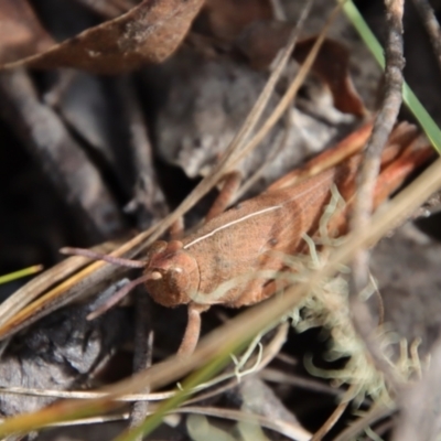 Goniaea sp. (genus) (A gumleaf grasshopper) at Mongarlowe River - 5 Feb 2022 by LisaH