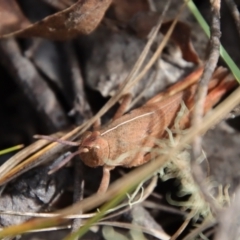 Goniaea sp. (genus) (A gumleaf grasshopper) at Mongarlowe River - 5 Feb 2022 by LisaH