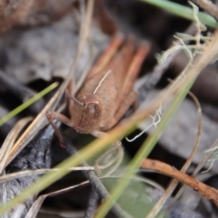 Goniaea sp. (genus) at Mongarlowe, NSW - 5 Feb 2022