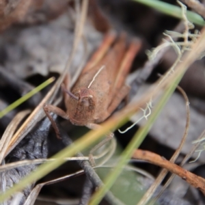 Goniaea sp. (genus) at Mongarlowe, NSW - 5 Feb 2022