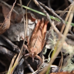 Goniaea sp. (genus) at Mongarlowe, NSW - 5 Feb 2022