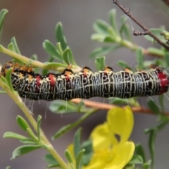 Phalaenoides glycinae (Grapevine Moth) at Mongarlowe, NSW - 5 Feb 2022 by LisaH