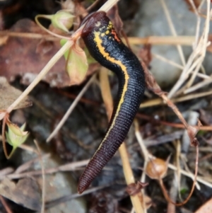 Hirudinidae sp. (family) at Mongarlowe, NSW - suppressed