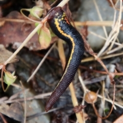 Hirudinidae sp. (family) (A Striped Leech) at Mongarlowe, NSW - 5 Feb 2022 by LisaH