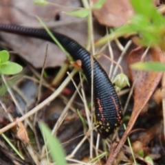 Hirudinidae sp. (family) at Mongarlowe, NSW - suppressed