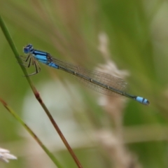 Ischnura heterosticta (Common Bluetail Damselfly) at Mongarlowe, NSW - 5 Feb 2022 by LisaH