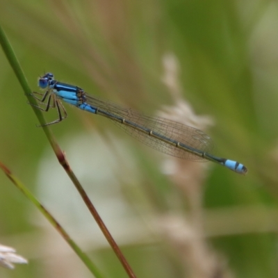 Ischnura heterosticta (Common Bluetail Damselfly) at QPRC LGA - 5 Feb 2022 by LisaH