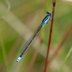 Ischnura heterosticta at Mongarlowe, NSW - 5 Feb 2022