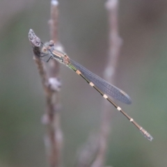 Austrolestes leda (Wandering Ringtail) at QPRC LGA - 5 Feb 2022 by LisaH