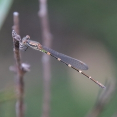 Austrolestes leda at Mongarlowe, NSW - 5 Feb 2022