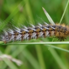 Anthela ocellata (Eyespot Anthelid moth) at Mongarlowe, NSW - 5 Feb 2022 by LisaH