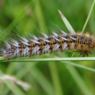 Anthela ocellata (Eyespot Anthelid moth) at Mongarlowe River - 5 Feb 2022 by LisaH