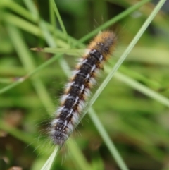 Anthela ocellata at Mongarlowe, NSW - suppressed