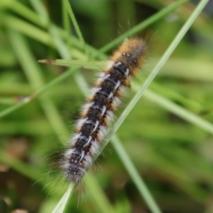 Anthela ocellata at Mongarlowe, NSW - suppressed