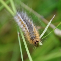 Anthela ocellata at Mongarlowe, NSW - suppressed