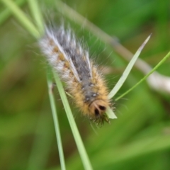 Anthela ocellata at Mongarlowe, NSW - suppressed