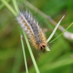 Anthela ocellata at Mongarlowe, NSW - suppressed