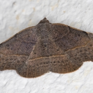 Sophta concavata at Melba, ACT - 2 Dec 2021 12:28 AM